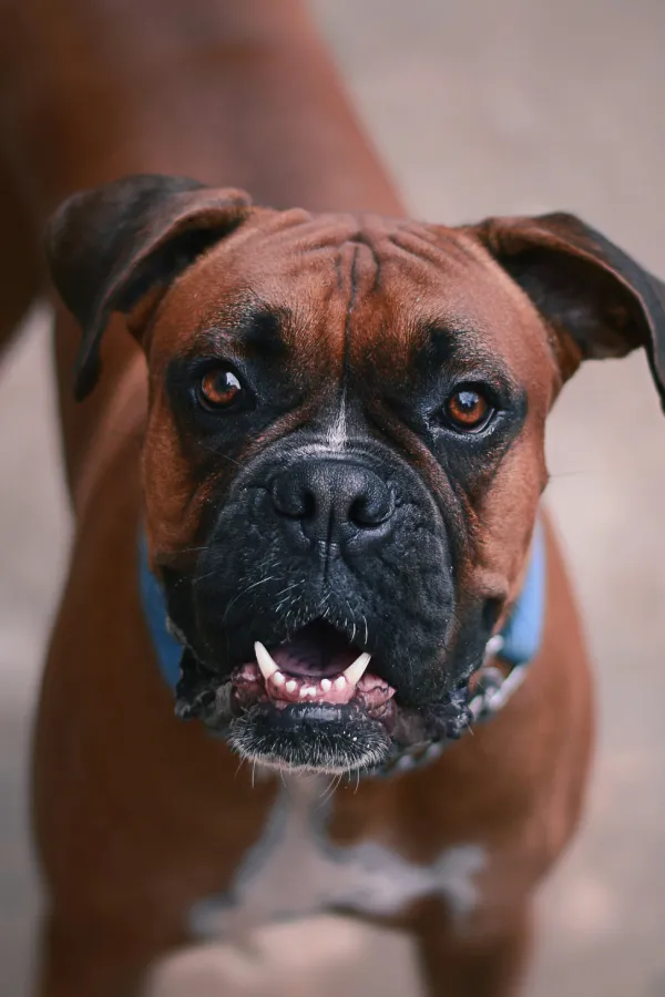 assurance-sante-boxer