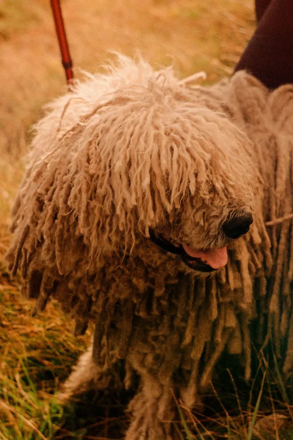 assurance-sante-Komondor