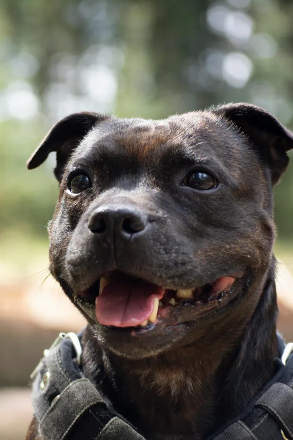 assurance-sante-Staffordshire bull terrier