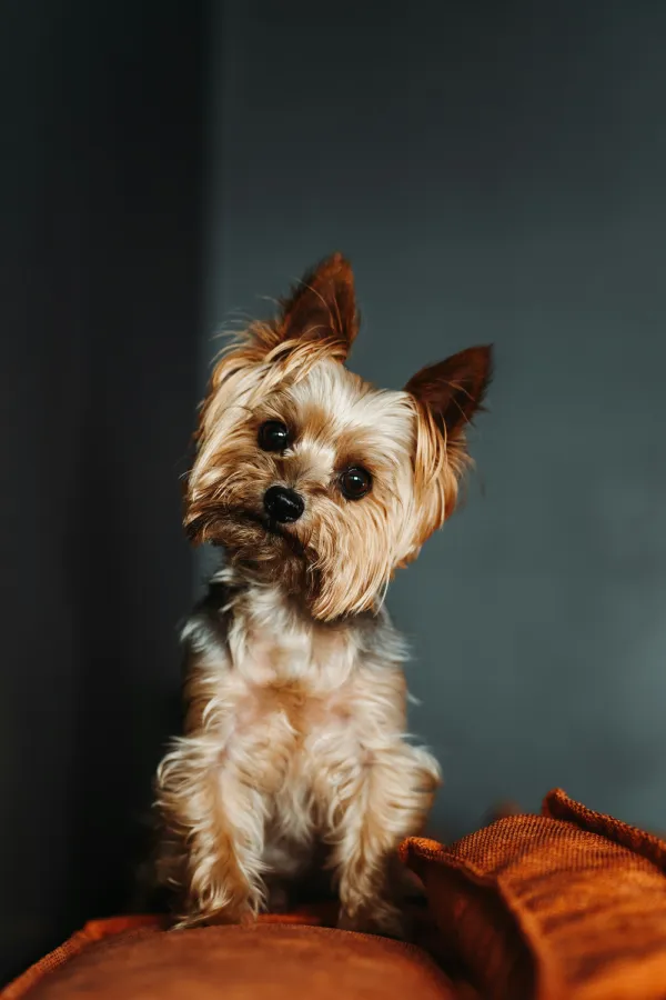 assurance-sante-Yorkshire terrier