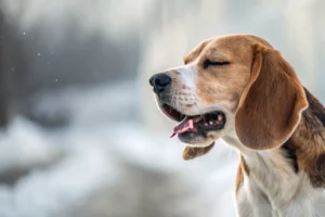 toux-du-chenil-chien