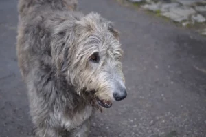 assurance vieux chien guide