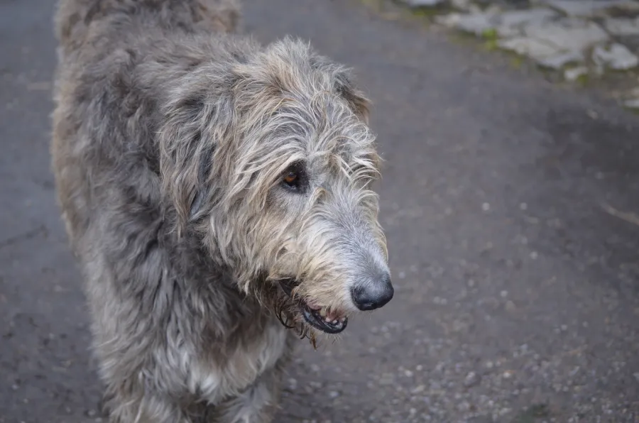 assurance vieux chien guide