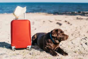 voyager chien couverture à l'étranger