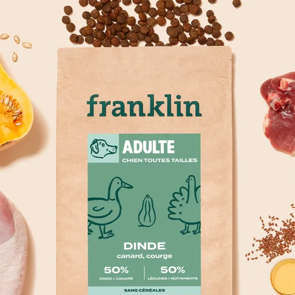 Franklin adulte dinde