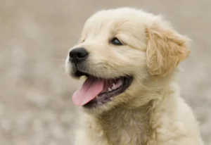 Préparer son chiot au vétérinaire