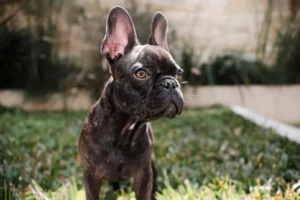 Quelles maladies génétiques sont remboursées par l’assurance chien _