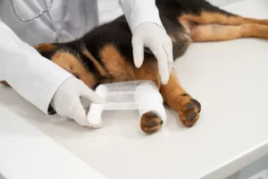 accident domestique assurance chien