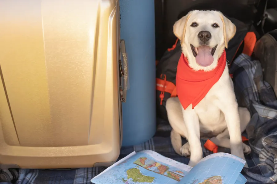 assurance chien à l'étranger pendant déménagement