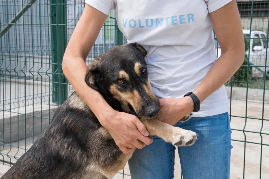 assurer un chien de refuge