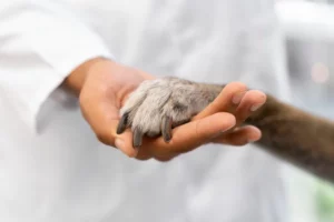 hospitalisation longue assurance chien