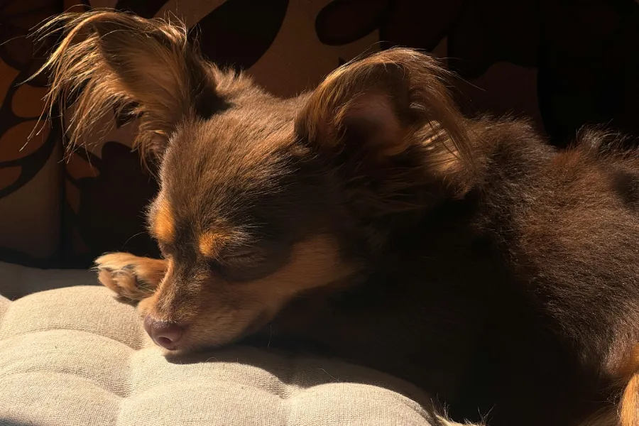 intoxication alimentaire chien