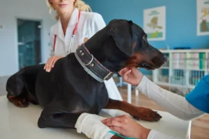 préparer son chien à une intervention chirurgicale
