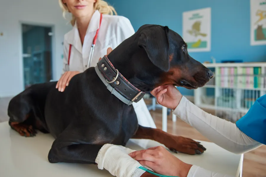 préparer son chien à une intervention chirurgicale