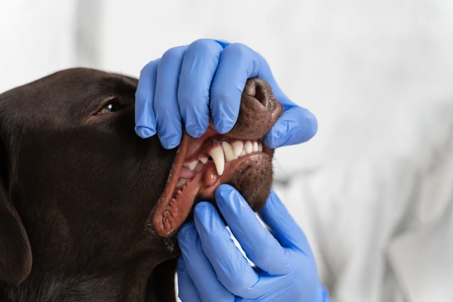 soins dentaires assurance chien