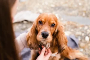 Meilleures croquettes pour chien allergique