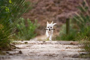 assurance perte chien