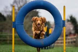 assurance santé sports canins