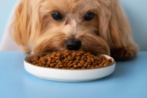 comment doser les croquettes de son chien