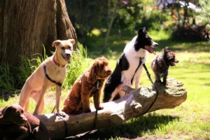 choisir croquettes en fonction de l'âge du chien