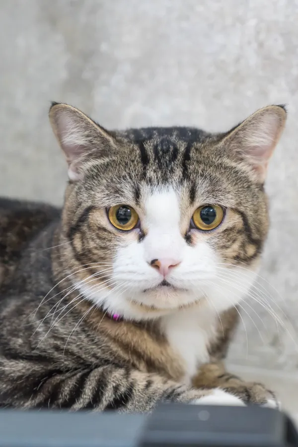 assurance-sante-American Shorthair