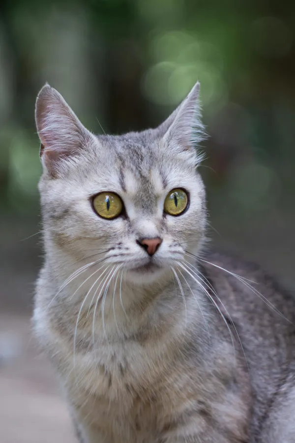 assurance-sante-Burmilla