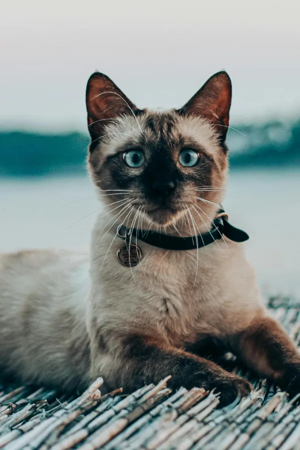 assurance-sante-american-siamois