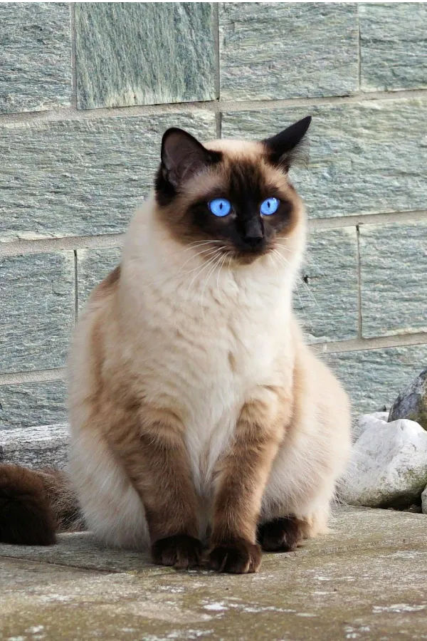 assurance-sante-balinais