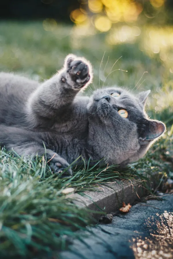 assurance-sante-british-shorthair