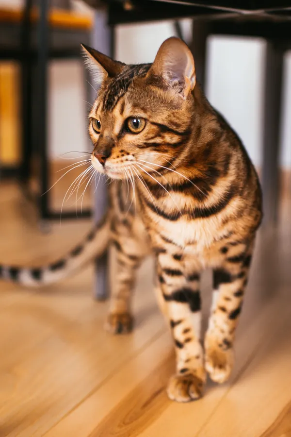 assurance-sante-chat-bengal