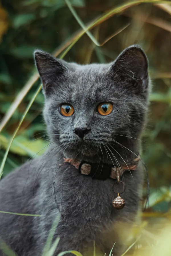 assurance-sante-chat-bleu-russe