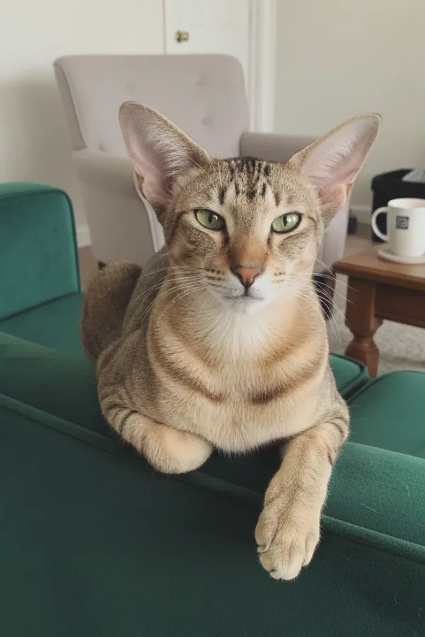 assurance-sante-chat-oriental