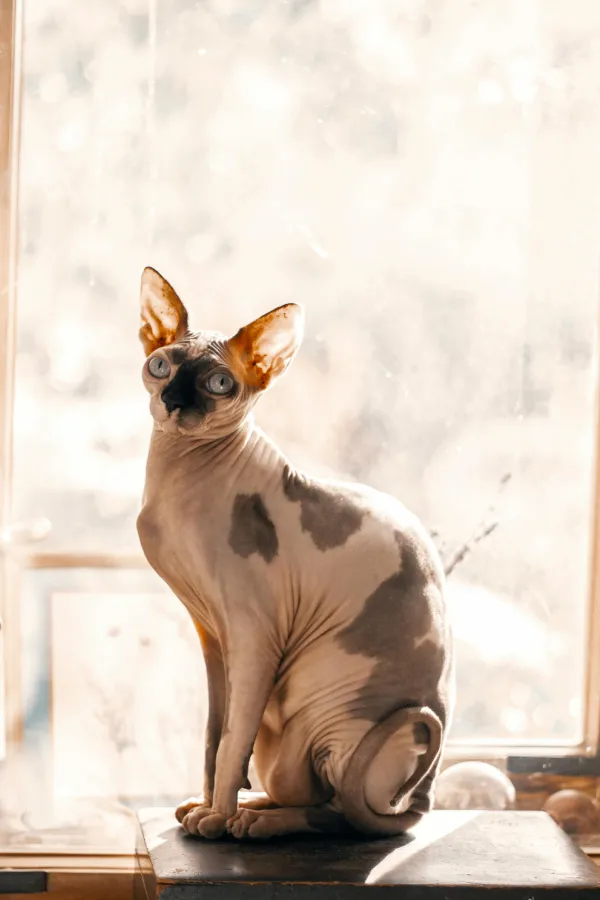 assurance-sante-chat-sphynx