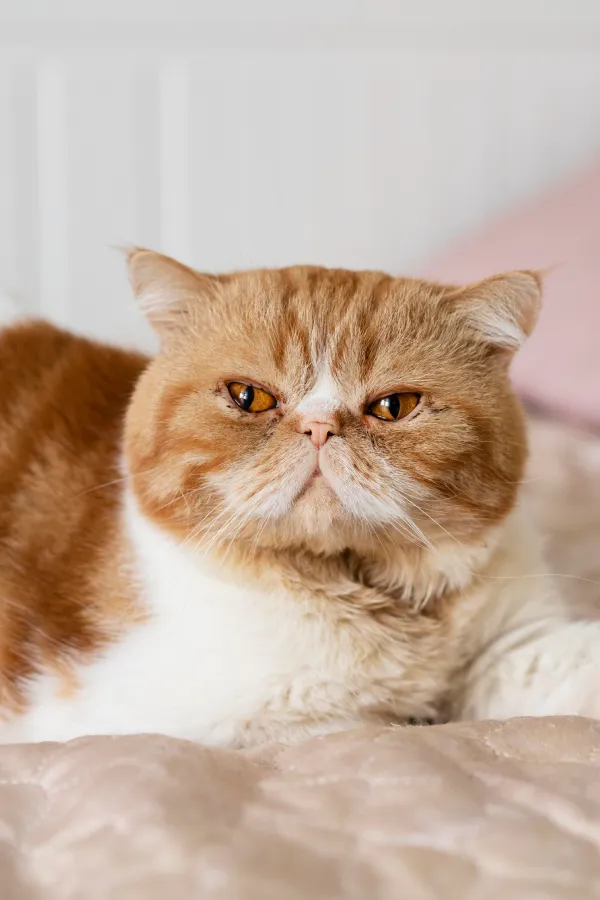 assurance-sante-exotic-shortair