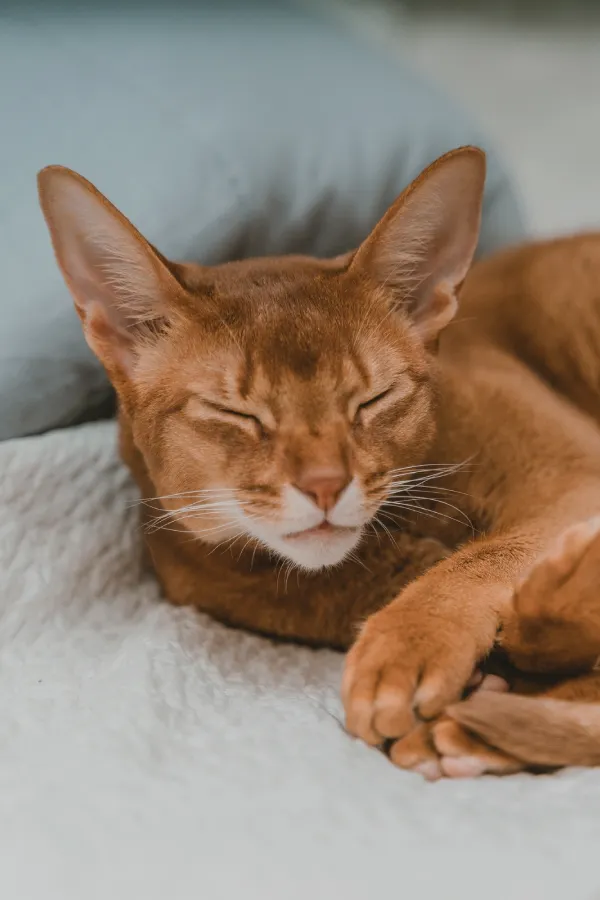 assurance-sante-javanais