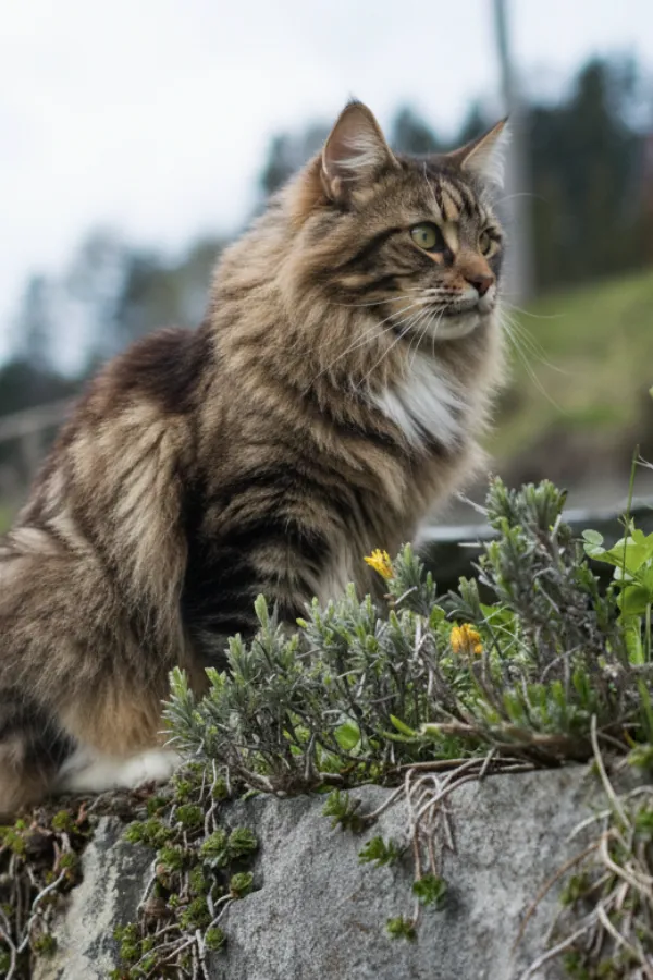 assurance-sante-norvegien