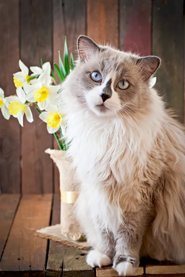 assurance-sante-ragdoll