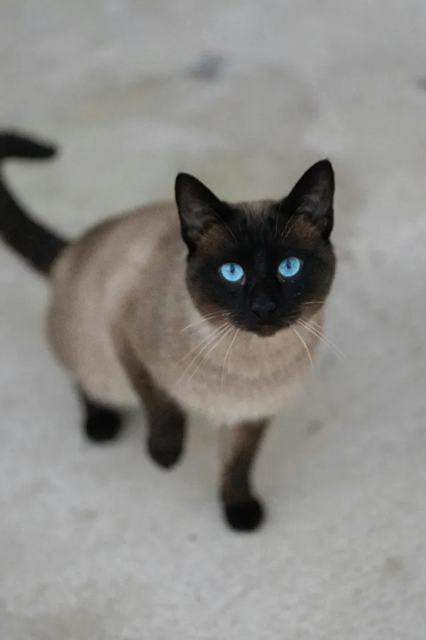 assurance-sante-tonkinois