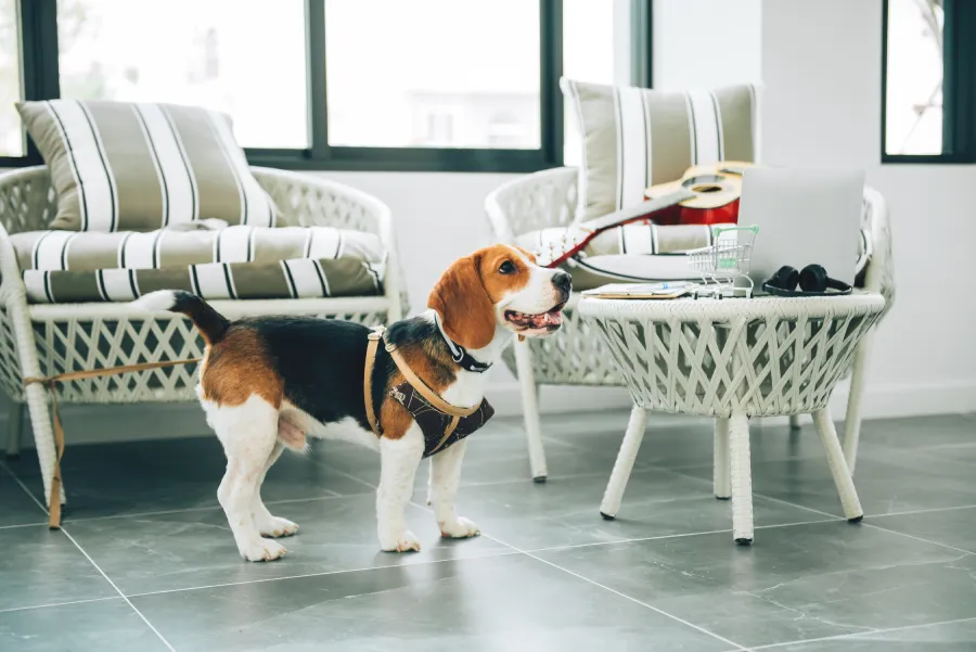 meilleur chien appartement