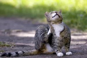 piqûres de puces chez le chat