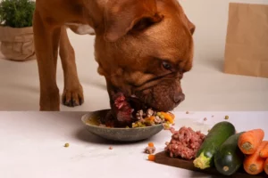 quel taux de protéine dans croquettes pour chien