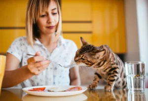 aliments toxiques chat