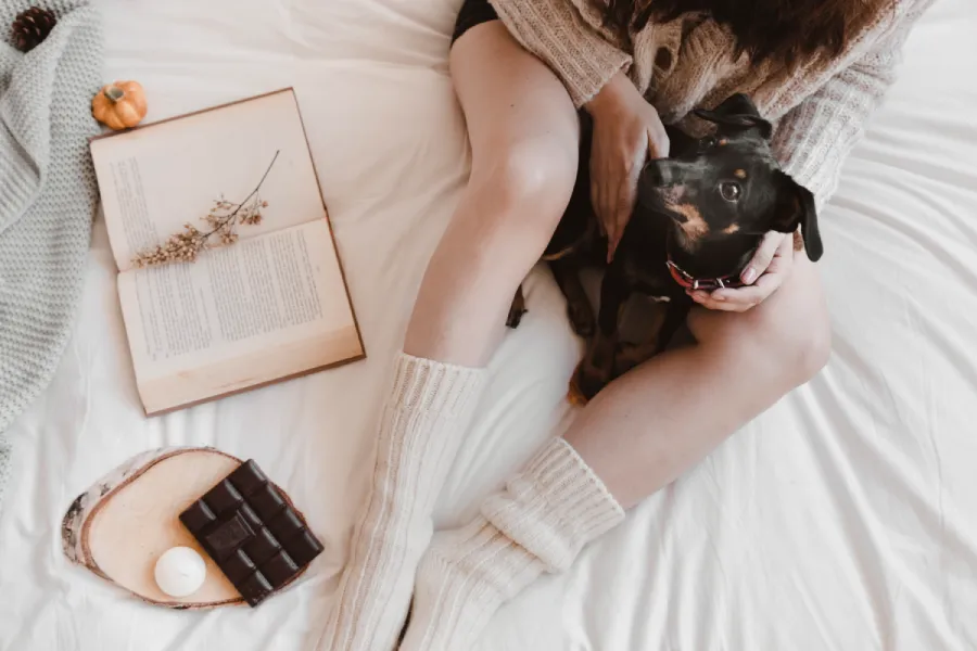 chien mange chocolat