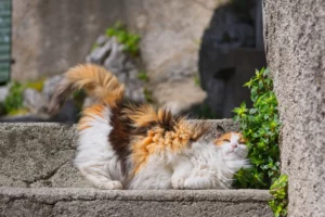 coup de chaleur chat