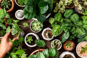 plantes toxiques chez le chat