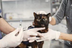 vaccin chat