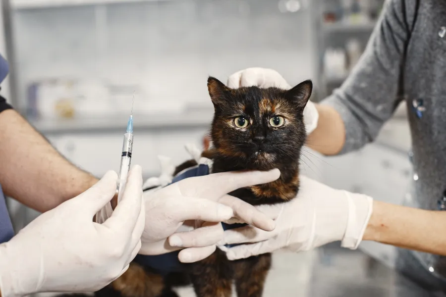 vaccin chat