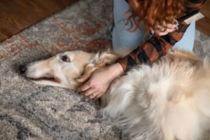 Epilepsie chien