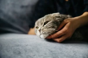 Leucose Féline FeLV chez le chat