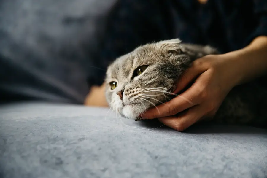 Leucose Féline FeLV chez le chat